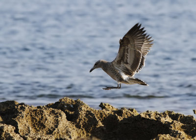 Rdnbbad trut - Audouin's gull (Ichthyaetus audouinii) 