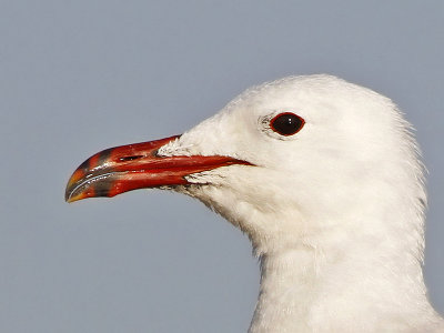 Rödnäbbad trut - Audouin's gull (Ichthyaetus audouinii) 
