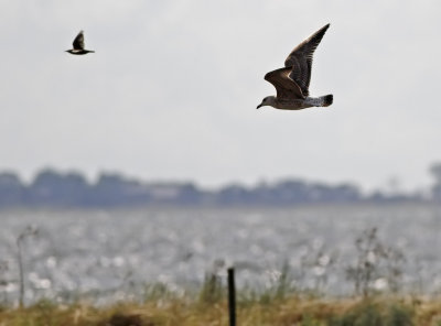 Medelhavstrut - Yellow-legged Gull (Larus michahellis) 