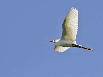 Silkeshäger - Little Egret (Egretta garzetta)