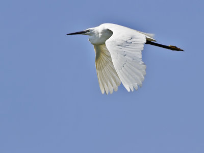 Silkeshäger - Little Egret (Egretta garzetta) 