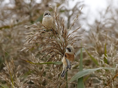 Pungmes - Eurasian penduline tit (Remiz pendulinus)