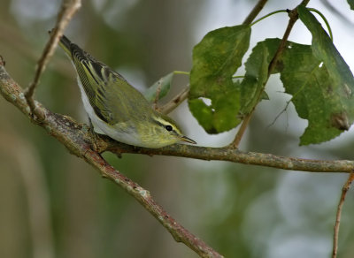 Grnsngare - Wood Warbler (Phylloscopus sibilatrix) 