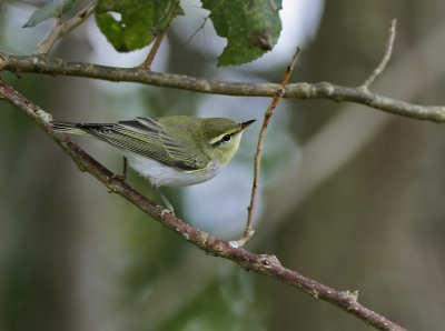 Grnsngare - Wood Warbler (Phylloscopus sibilatrix) 