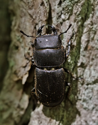 Bokoxe - Lesser Stag Beetle (Dorcus parallelopipedus).