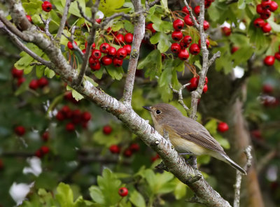 Mindre flugsnappare - Red-breasted Flycatcher (Ficedula parva) 