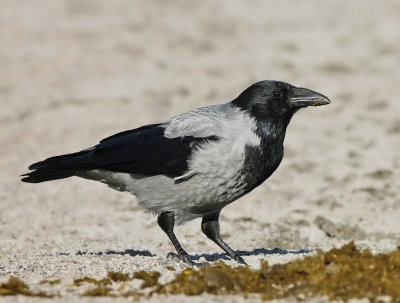Grkrka - Hooded Crow (Corvus cornix)