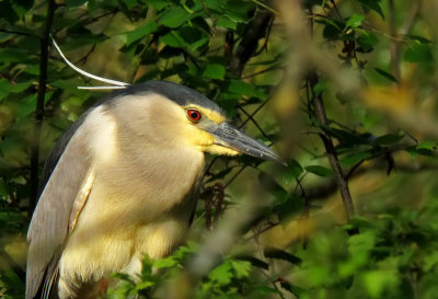 Rare Birds in Sweden 2014