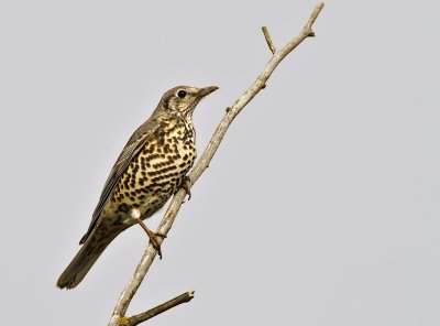 Dubbeltrast - Mistle Thrush (Turdus viscivorus)