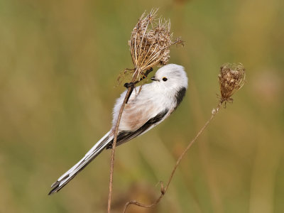 Stjrtmes - Long-tailed Tit (Aegithalos caudatus) 