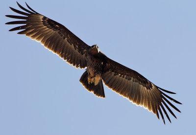 Större skrikörn - Greater Spotted Eagle (Clanga clanga)