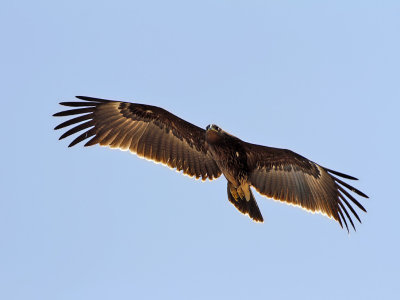Större skrikörn - Greater Spotted Eagle (Clanga clanga)