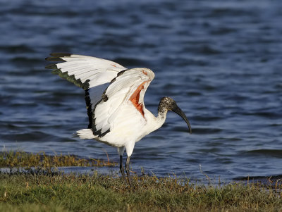 Helig ibis - African sacred ibis (Threskiornis aethiopicus)