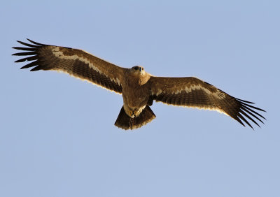 Stäppörn - Steppe eagle (Aquila nipalensis)