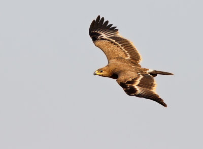Stäppörn - Steppe eagle (Aquila nipalensis)