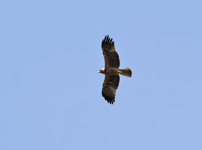Dvrgrn - Booted Eagle (Aquila pennata), 
