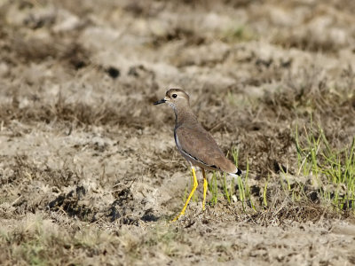 Sumpvipa - White-tailed Lapwing (Vanellus leucurus)