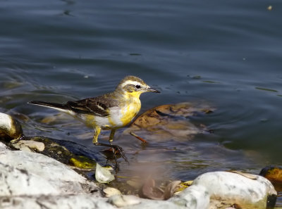 Yellow Wagtail x Citrine Wagtail (M citreola x M flava)