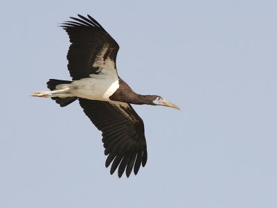 Abdimstork - Abdim's Stork (Ciconia abdimii) 