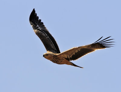 Kejsarörn - Eastern Imperial Eagle (Aquila heliaca)