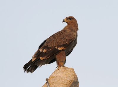 Stäppörn - Steppe eagle (Aquila nipalensis) 