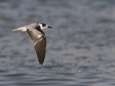Svarttärna - Black Tern (Chlidonias niger)