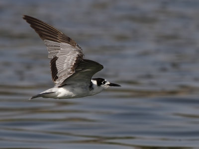 Svarttärna - Black Tern (Chlidonias niger) 