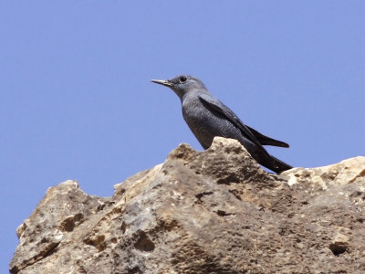 Blue Rock-thrush (Monticola solitarius)