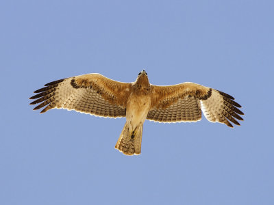 Bonelli's eagle (Aquila fasciata)