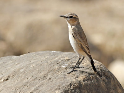 Isabelline Wheatear (Oenanthe isabellina9