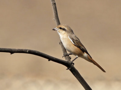 Isabelline Shrike (Lanius isabellinus)