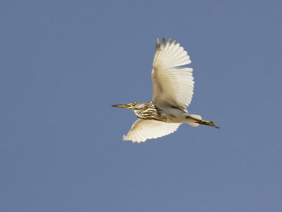 Indian pond-heron (Ardeola grayii)