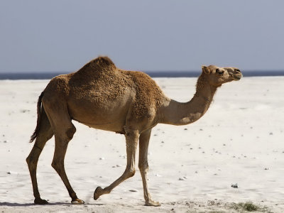 Arabian Camel (Camelus dromedarius)