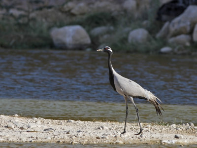 Demoiselle Crane (Grus virgo)