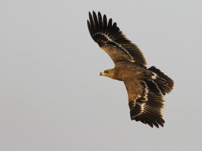 Steppe eagle (Aquila nipalensis)