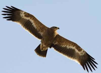 Steppe eagle (Aquila nipalensis) 