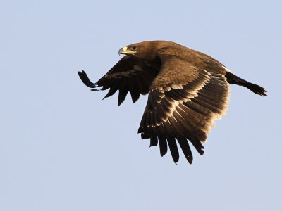 Steppe eagle (Aquila nipalensis) 
