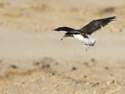 Sooty Gull (Ichthyaetus hemprichii)