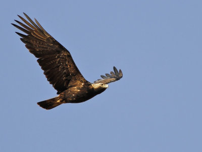 Eastern Imperial Eagle (Aquila heliaca)  