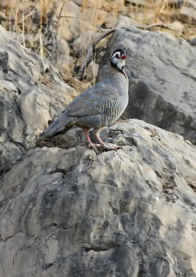 Arabian partridge (Alectoris melanocephala) 