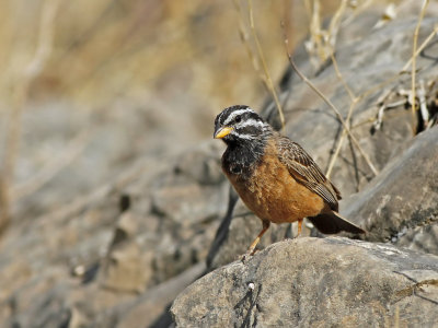 Cinnamon-breasted Bunting (Emberiza tahapisi) 