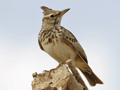 Tofslärka - Crested Lark (Galerida cristata)