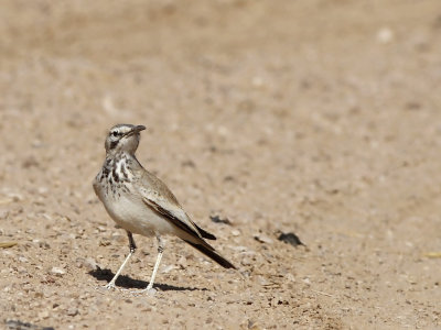 Greater Hoopoe-Lark (Alaemon alaudipes)