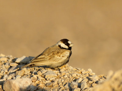 Black-crowned Sparrow-Lark (Eremopterix nigriceps) 