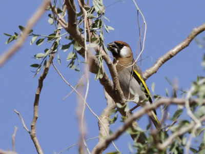 Arabian Golden-winged Grosbeak (Rhynchostruthus percivali)