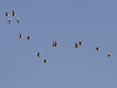 Chestnut-bellied Sandgrouse (Pterocles exustus)