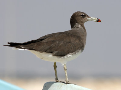 Sotms - Sooty Gull (Ichthyaetus hemprichii) 