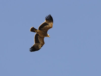 Kejsarörn - Eastern Imperial Eagle (Aquila heliaca) 
