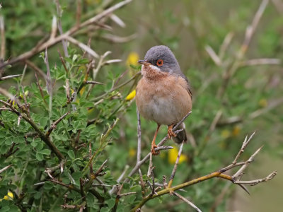 Moltoni's Warbler (Sylvia moltonii) 