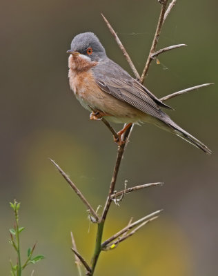 Moltoni's Warbler (Sylvia moltonii) 